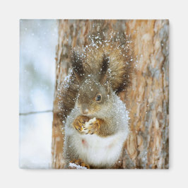 Cute Squirrel in een winterlandschap Magneet