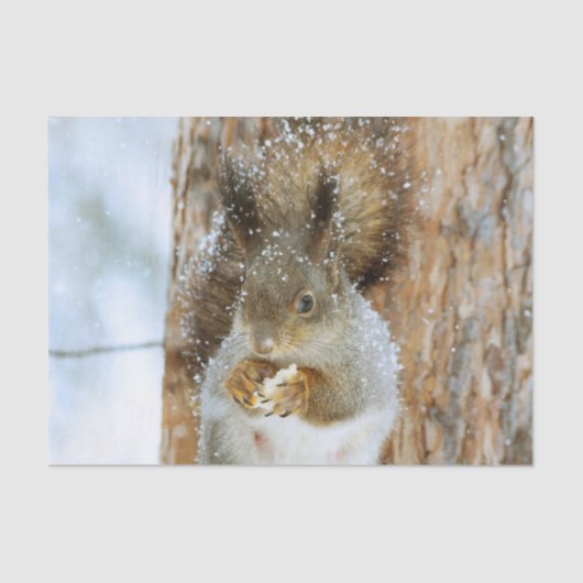 Cute Squirrel in een winterlandschap Tissuepapier (Voorkant)