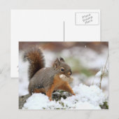 Cute Squirrel in sneeuw met pinda Briefkaart (Voorkant / Achterkant)