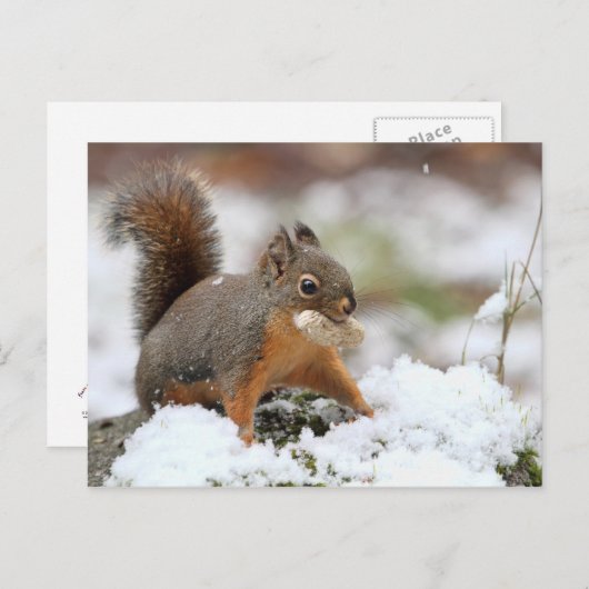Cute Squirrel in sneeuw met pinda Briefkaart (Voorkant / Achterkant)