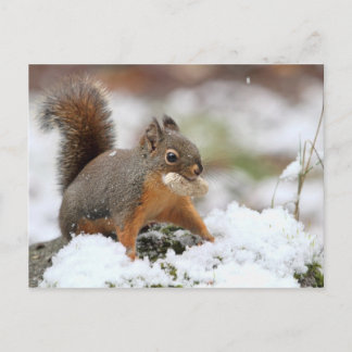 Cute Squirrel in sneeuw met pinda Briefkaart