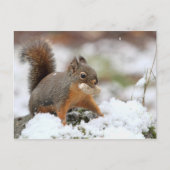 Cute Squirrel in sneeuw met pinda Briefkaart (Voorkant)