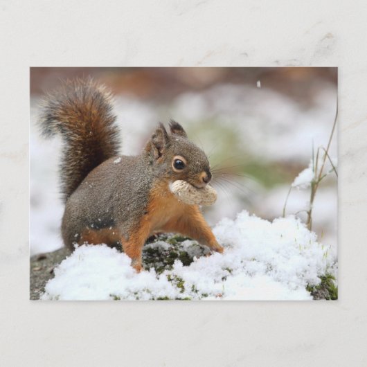 Cute Squirrel in sneeuw met pinda Briefkaart (Voorkant)