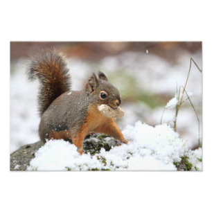 Cute Squirrel in sneeuw met pinda Foto Afdruk