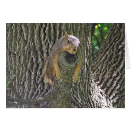 Cute Squirrel in Tree Lazy Day Card