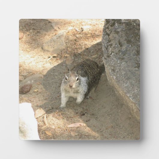 Cute Squirrel in Yosemite, CA Fotoplaat (Voorkant)
