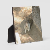 Cute Squirrel in Yosemite, CA Fotoplaat (Voorkant)