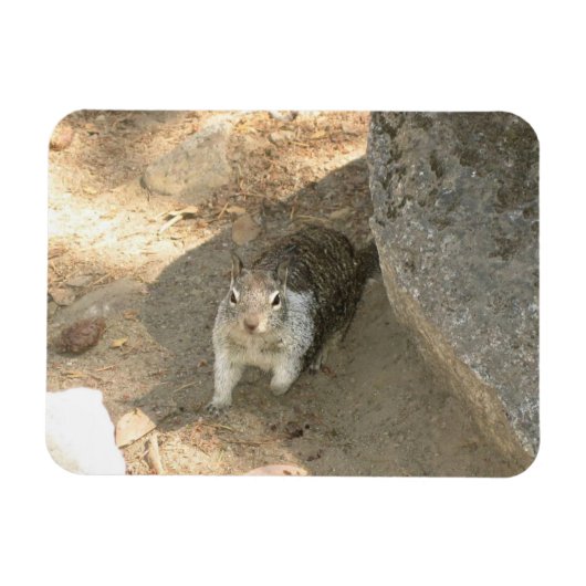Cute Squirrel in Yosemite, CA Magneet (Horizontaal)