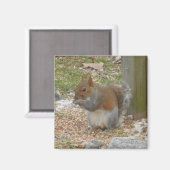 Cute Squirrel Magnet (Voorkant / Achterkant)