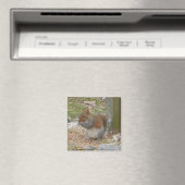 Cute Squirrel Magnet (Insitu (Vaatwasser))