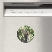 Cute Squirrel Magnet (Insitu (Vaatwasser))
