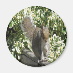 Cute Squirrel Magnet