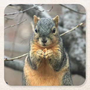 Cute Squirrel met een snack Kartonnen Onderzetters