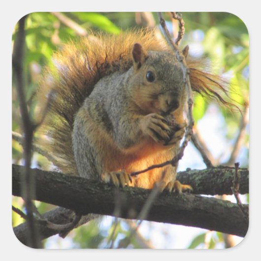 Cute Squirrel met Nut in Sticker (Voorkant)