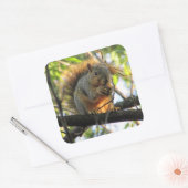 Cute Squirrel met Nut in Sticker (Envelop)