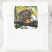 Cute Squirrel met Nut in Sticker (Tas)