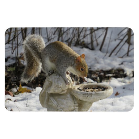 Cute Squirrel on Rabbit Bird Feeder Magneet (Horizontaal)