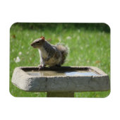 Cute Squirrel op Bird Bath Magneet (Horizontaal)