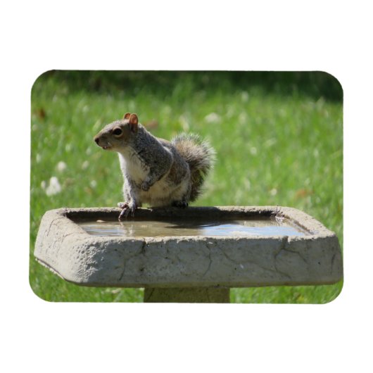 Cute Squirrel op Bird Bath Magneet (Horizontaal)