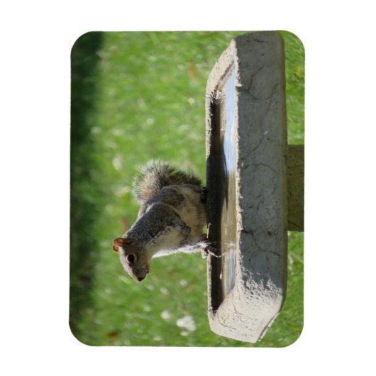 Cute Squirrel op Bird Bath Magneet (Verticaal)