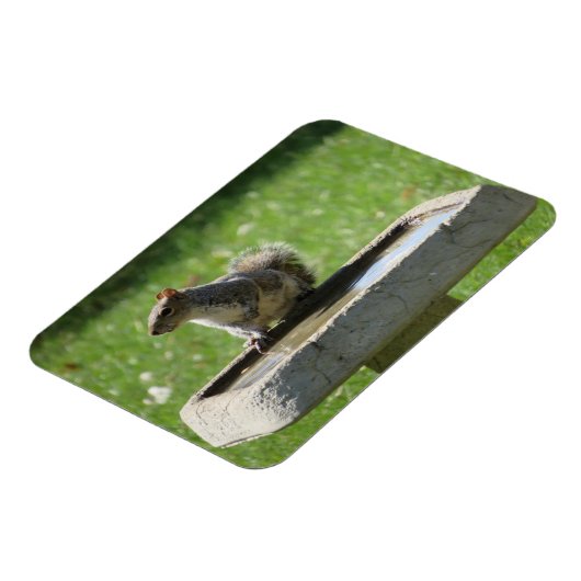 Cute Squirrel op Bird Bath Magneet (Linkerzijde)
