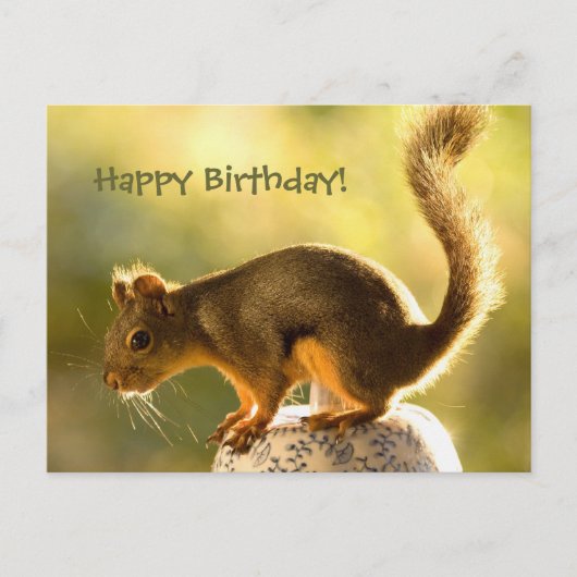 Cute Squirrel op een Cookie Jar Briefkaart (Voorkant)