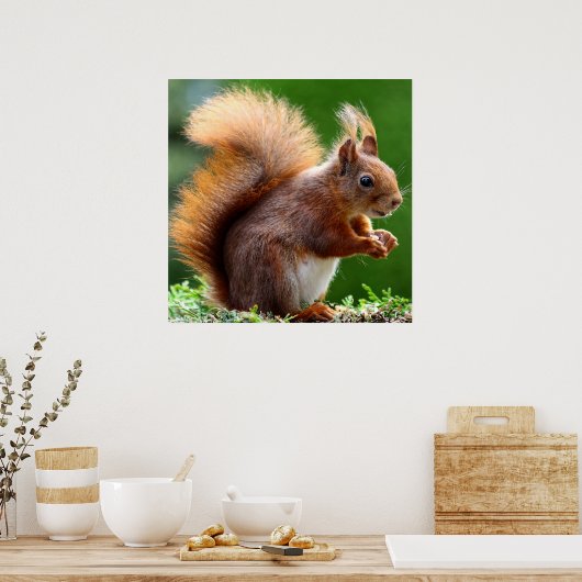 Cute Squirrel op Grass Poster (Keuken)
