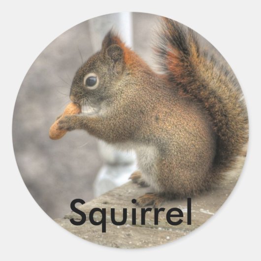 Cute Squirrel & Peanut Wildlife Foto Ronde Sticker (Voorkant)
