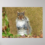 Cute Squirrel Poster (Voorkant)