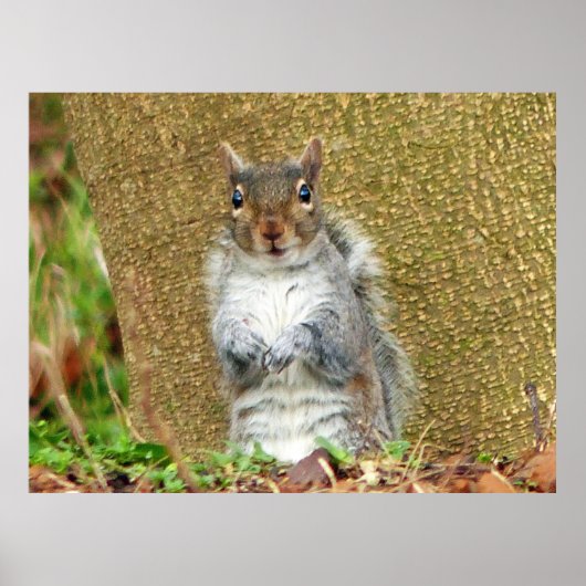 Cute Squirrel Poster (Voorkant)