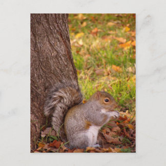 Cute Squirrel Sluiten Post Card Briefkaart