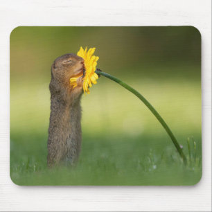 Cute Squirrel Smelling Dandelion Flower Muismat