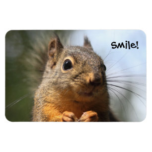 Cute Squirrel Smiling Closeup Foto Magneet