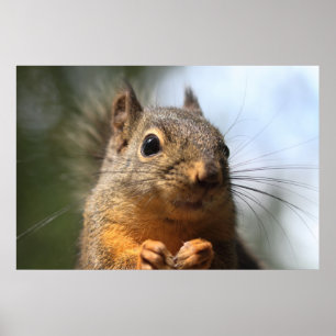 Cute Squirrel Smiling Closeup Foto Poster