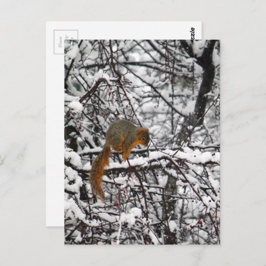 Cute Squirrel Sneeuwboom Briefkaart (Voorkant / Achterkant)