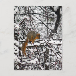 Cute Squirrel Sneeuwboom Briefkaart