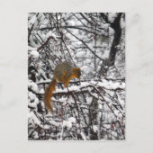 Cute Squirrel Sneeuwboom Briefkaart (Voorkant)