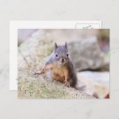 Cute Squirrel Staring Briefkaart (Voorkant / Achterkant)