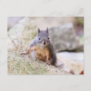Cute Squirrel Staring Briefkaart