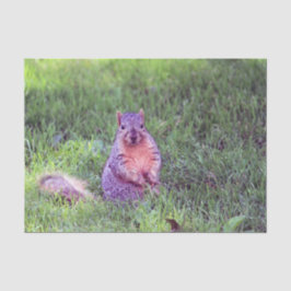 Cute Squirrel Wildlife Foto Tissuepapier