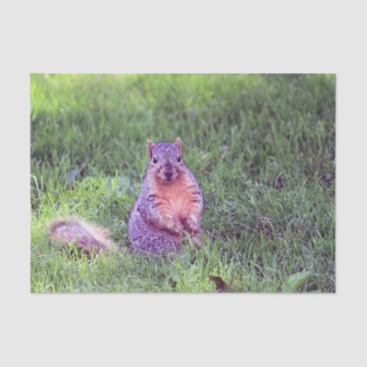 Cute Squirrel Wildlife Foto Tissuepapier (Voorkant)