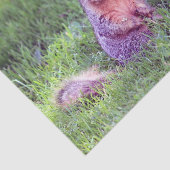 Cute Squirrel Wildlife Foto Tissuepapier (Detail)