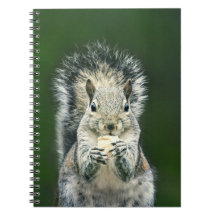 Cute Squirrel Wildlife Fotografie