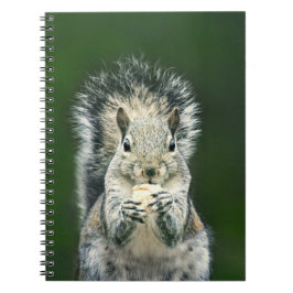 Cute Squirrel Wildlife Fotografie Notitieboek