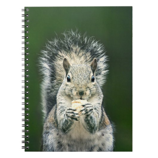 Cute Squirrel Wildlife Fotografie Notitieboek (Voorkant)