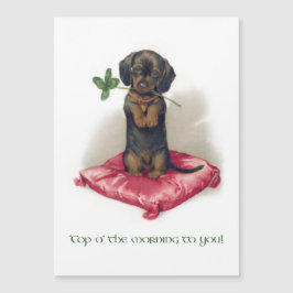 Cute  St. Patrick's Day Dachshund w/Clover