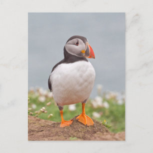 Cute Standing Puffin Briefkaart
