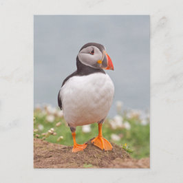 Cute Standing Puffin Briefkaart