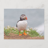 Cute Standing Puffin Briefkaart (Voorkant)