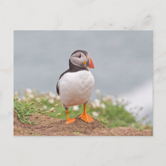 Cute Standing Puffin Briefkaart (Voorkant)